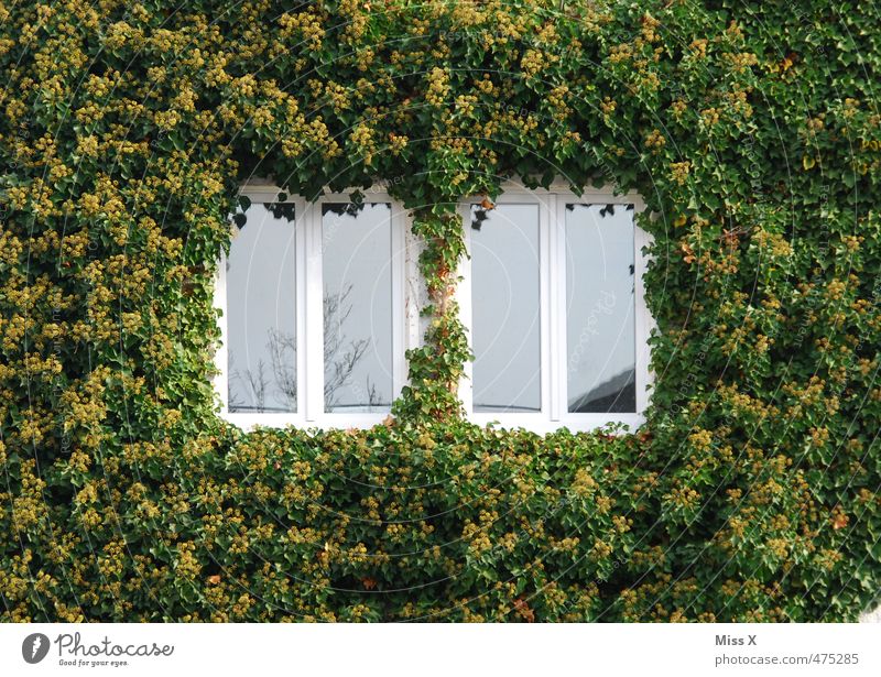 Efeuhaus Wohnung Haus Pflanze Sträucher Wachstum bewachsen Wilder Wein Kletterpflanzen Dornröschen Fenster verwildert Farbfoto mehrfarbig Außenaufnahme Muster