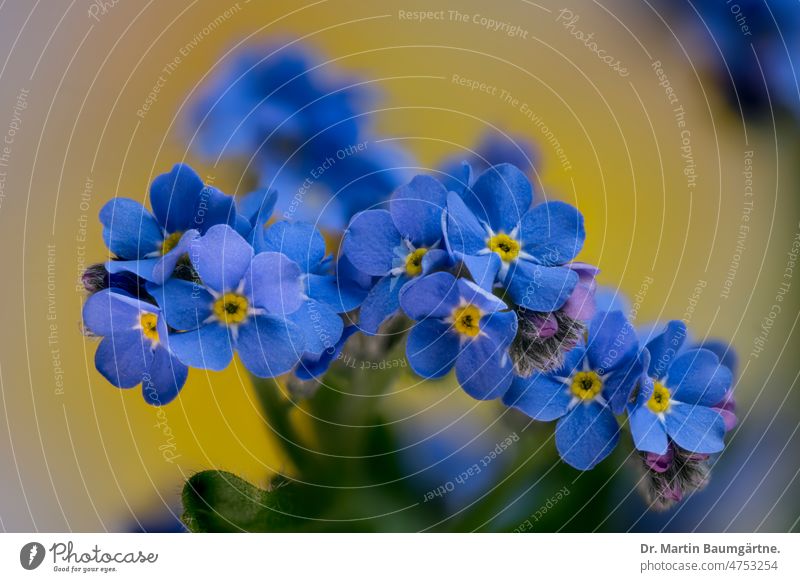 Myosotis, Vergissmeinnicht, Kulturform mit intensiv blauen Blüten Vergißmeinnicht Pflanze Blume blühen Borretschgewächse Boraginaceae Frühjahrsblüher Frühling