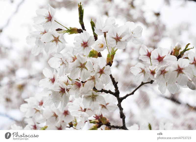 Frühling & Kirschblüten. weiß rosa Blüte blühen Licht hell Kirschbaum blüht Sonne aufblühen April schön frisch zart sanft Symbol Frühlingsbeginn Frühlingsfest