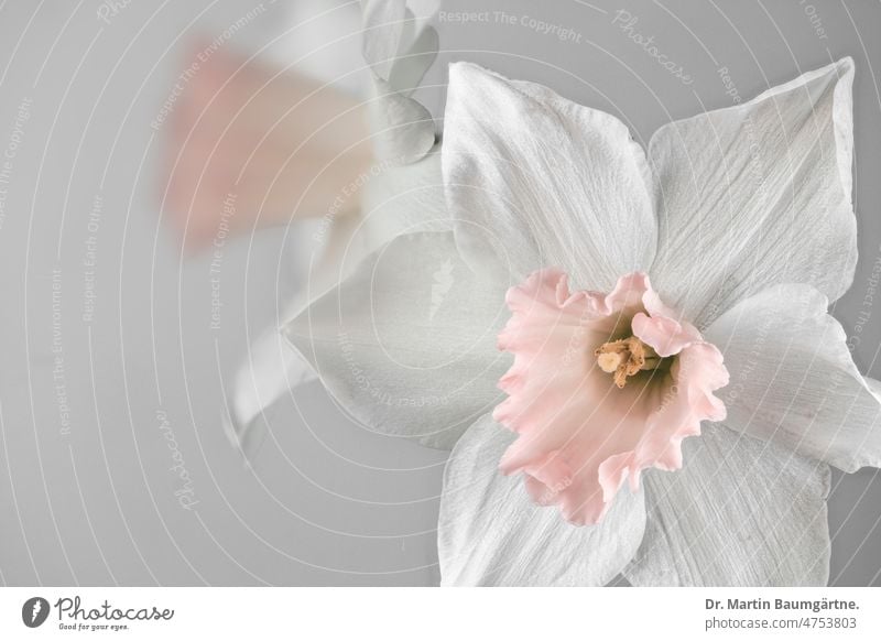 Weißblütige Narzisse, Narzissenhybride `Accent´, Narzissensorte; High-Key-Bild Narcissus Hybride Sorte Züchtung Blüte blühen blühend Frühjahrsblüher Pflanze