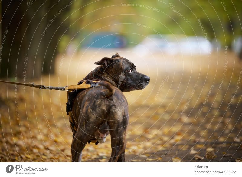 American Pit Bull Terrier Hund an der Leine steht im Herbst bezaubernd Amerikaner Tier züchten braun Bulle Eckzahn niedlich gefährlich Tag heimisch Freund