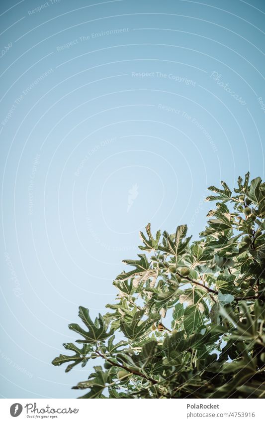 #A0# Feigenbaum Feigenblatt Feigensenf Feigensalat Feigenbäume Feigensorte grün mediterran Blauer Himmel