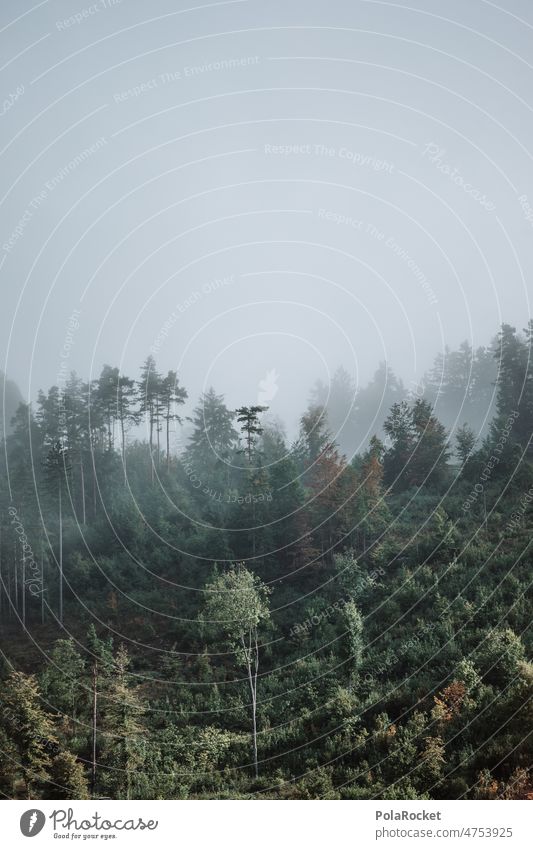 #A0# Nebelwald Wald waldgebiet Waldrand Waldsterben Waldstimmung grün düster Nebelschleier Nebelstimmung nebelig Natur Außenaufnahme Menschenleer Nebelbank Baum