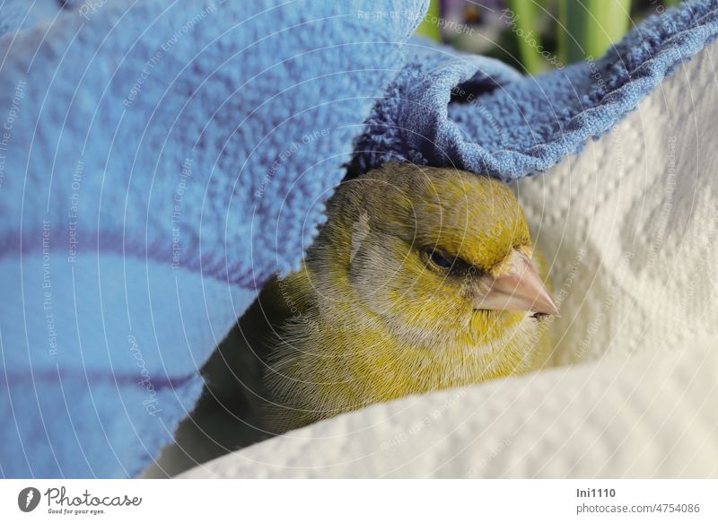 Glück gehabt ! Grünfink in der Erholungsphase nach Aufprall gegen die Fensterscheibe Tierliebe Vogel Schlag Schock Schreck hilflos Erste Hilfe Ruhe ruhiger Ort