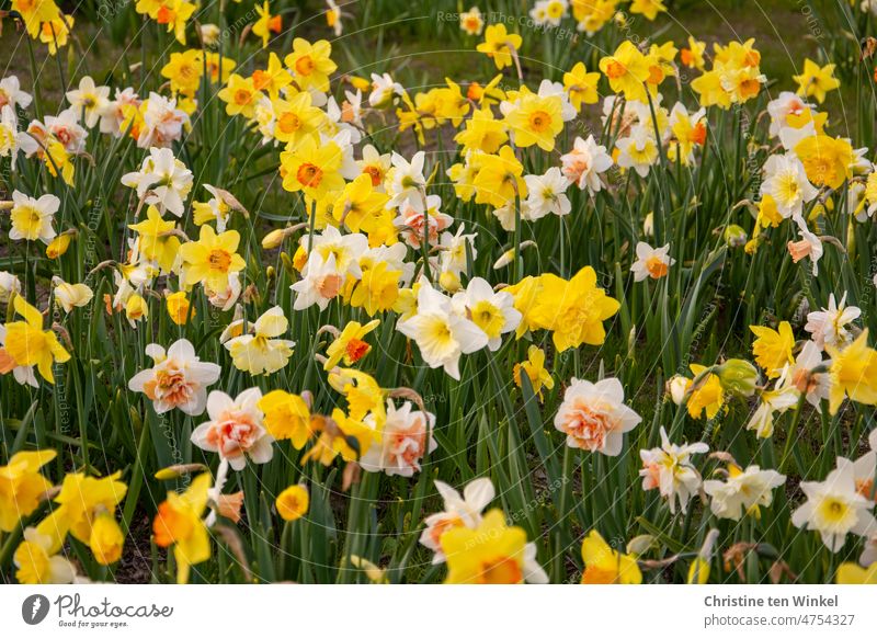 Viele blühende Narzissen in einem Beet Osterglocken Narcissus Frühling Blüte Ostern Frühblüher Frühlingsgefühle gelb grün Gelbe Narzisse gefüllte Narzissen