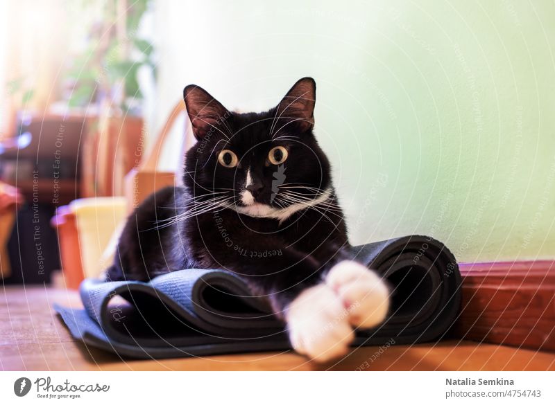 Eine schwarz-weiße Katze sitzt auf einer gefalteten Yogamatte im Zimmer und schaut überrascht in die Kamera. Sitzen Tier Appartement heimisch katzenhaft fluffig