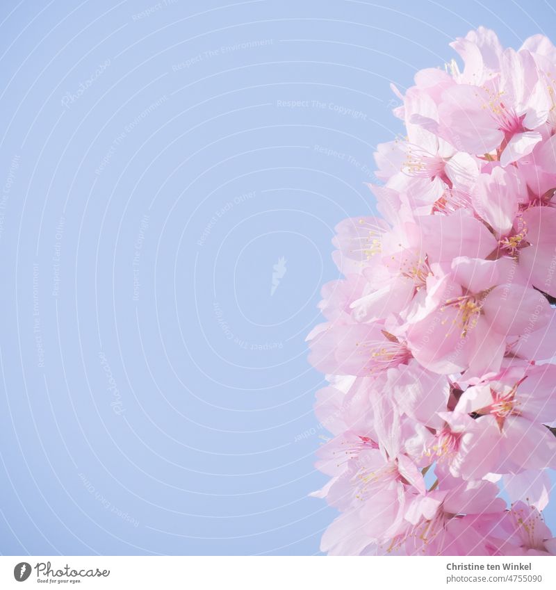 rosa Blüten einer Zierkirsche vor hellblauem Himmel Blütenfülle Frühlingsgefühle Pflanze Natur Garten Park natürlich schön pink Blühend Schönes Wetter