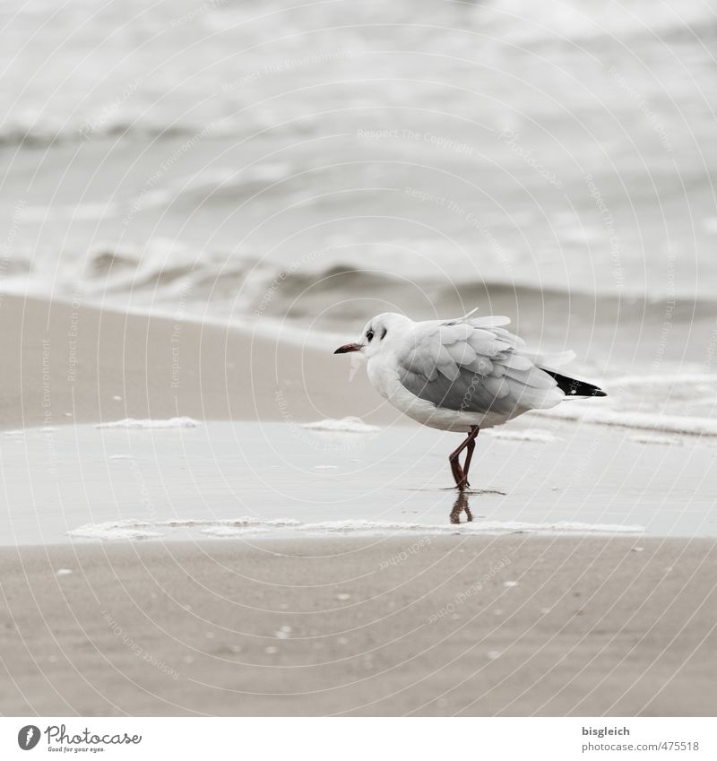 Möwe II Strand Ostsee Meer Vogel 1 Tier laufen elegant braun grau achtsam Wachsamkeit Usedom Vorsicht Farbfoto Gedeckte Farben Außenaufnahme Textfreiraum oben