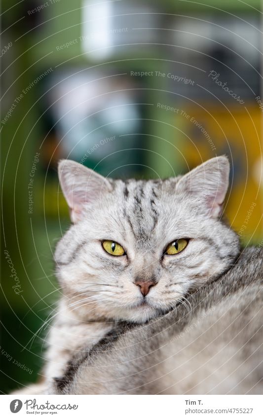 Katze mit gelben Augen Fell niedlich katzenhaft Haustiere fluffig Porträt Rassekatze bezaubernd Ein Tier schön Langhaarige Katze im Innenbereich weiß