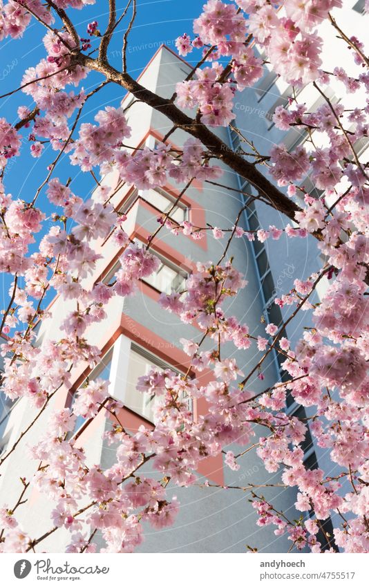 Kirschblüten vor einem Wolkenkratzer mit blauem Himmel Appartement Appartements Architektur schön Blütezeit Überstrahlung Gebäude Business Kirsche Großstadt