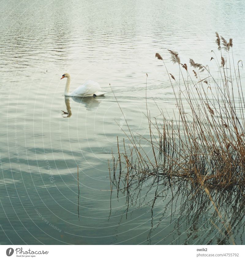Träge vorbeirauschen Schwan See Vogel friedlich Tierwelt geruhsam schwimmen Teich Farbfoto Reflexion & Spiegelung Entenvögel windstill Außenaufnahme