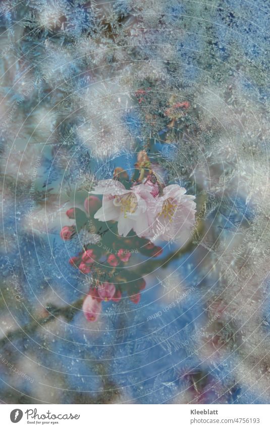 Wir trotzen Frost und Eis - Frühling! Blüten einer Zierkirsche mit Overlay Frostblumen Doppelbelichtung Blauer Hintergrund Zentraler Blick rosa