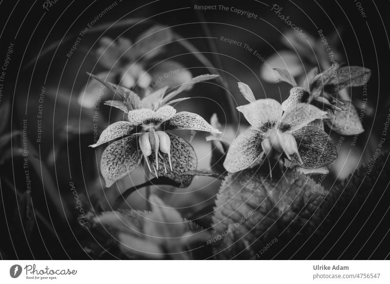 Helleborus | Christrose, Lenzrose, Nieswurz Winter zart Blütenstempel Trauerkarte dunkel düster Natur Frühling Blume Pflanze Garten Blühend natürlich weich