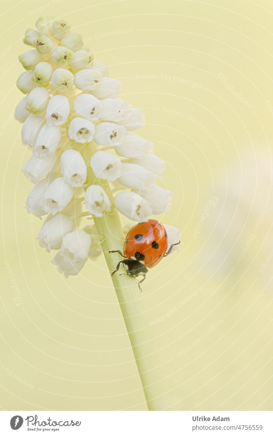 Frühling - Marienkäfer auf weißer Traubenhyazinthe Hintergrund neutral Freisteller Makroaufnahme Detailaufnahme Nahaufnahme Frühlingsgefühle Garten Blüte Blume