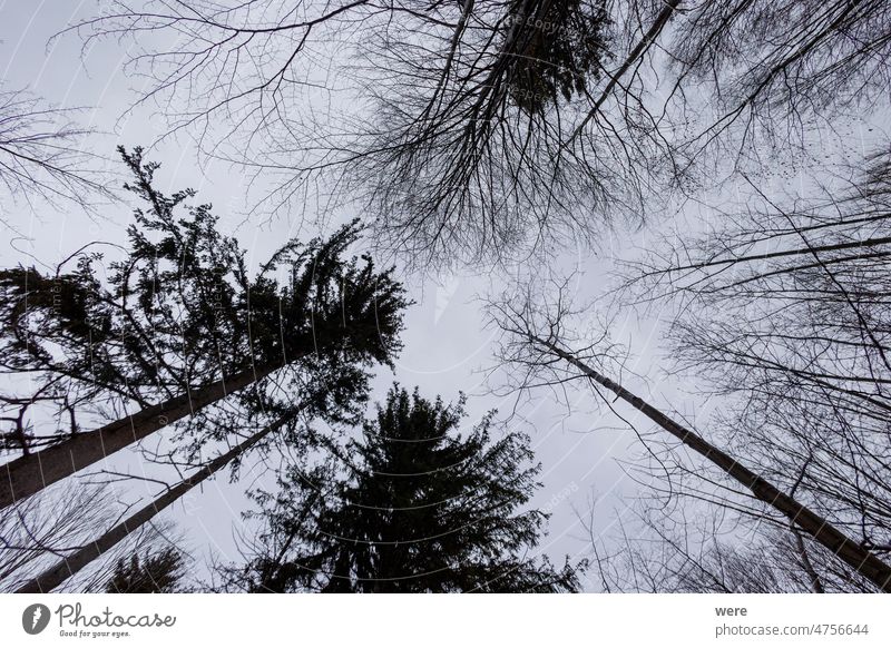 Dunkle Baumkronen vor bewölktem Himmel Hintergrund wolkig bewölkter Himmel Textfreiraum dunkel Wald Landschaft Natur niemand malerisch Tops