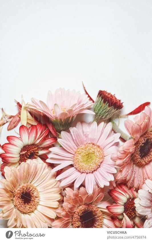 Floraler Hintergrund mit pastellrosa und roten Gerbera-Blüten auf weißem Grund geblümt Pastell weißer Hintergrund Borte Textfreiraum Draufsicht schön Blütezeit