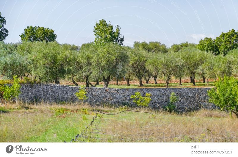 Olivenbaumplantage oliv olea europaea Schonung mediterran Blatt im Freien Sommer sonnig Pflanze Natur natürlich Zweig Baum Apulien Italien Süditalien Ackerbau