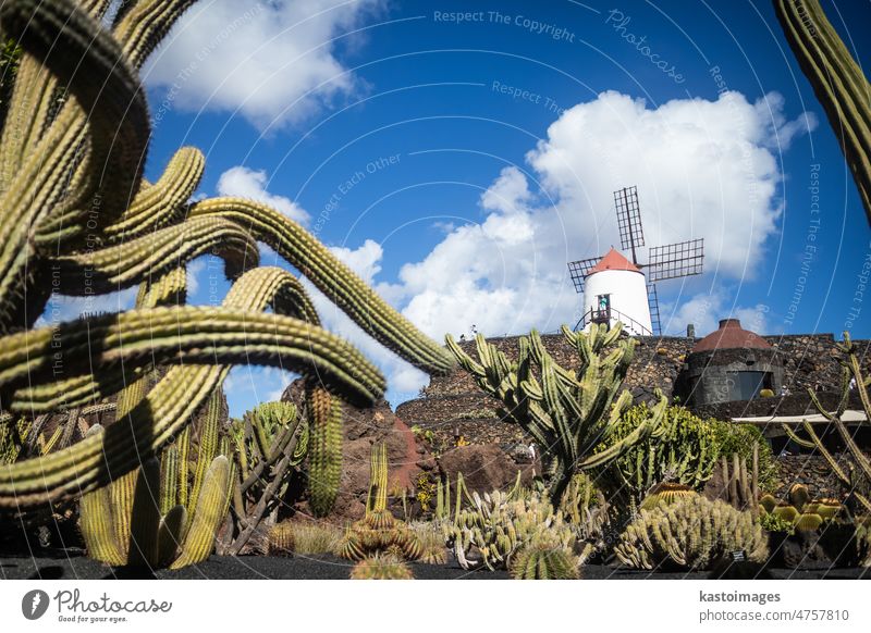 Tropischer Kaktusgarten im Dorf Guatiza, Lanzarote, Kanarische Inseln, Spanien. Garten grün Natur Tourismus botanisch Pflanze Flora wüst Blume farbenfroh Park