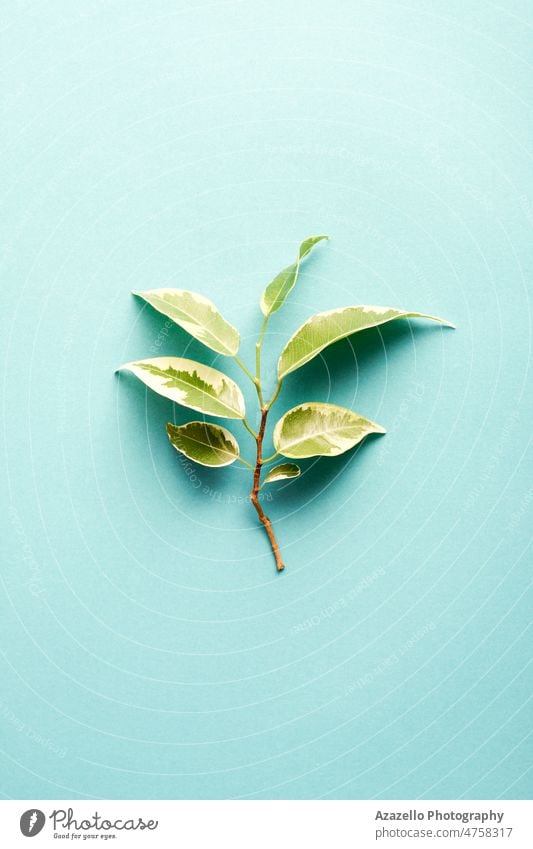 Einfacher flachgelegter Baumzweig mit grünen Blättern auf blauem Hintergrund. Kunst schön Schönheit Bibel Ast hell Nahaufnahme farbenfroh Farben Konzept