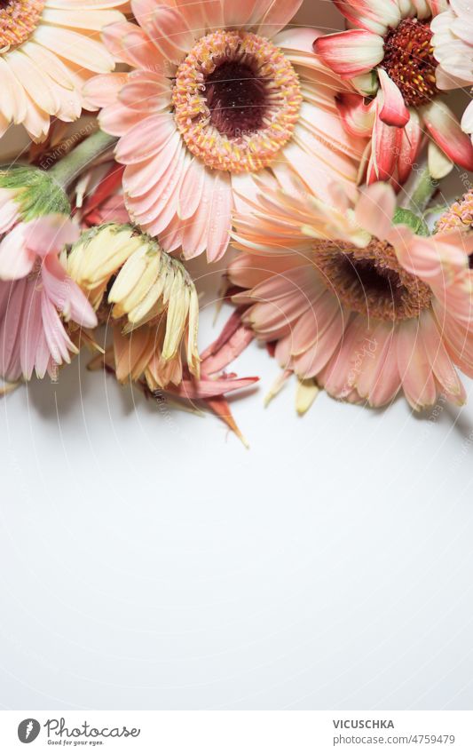 Nahaufnahme von rosa Blumen auf weißem Hintergrund.  Ansicht von oben. abschließen weißer Hintergrund Draufsicht schön Blütezeit Borte Farbe Textfreiraum