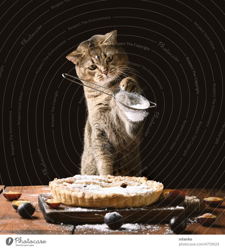 Erwachsene schottische geradlinige Katze hält ein Sieb mit Puderzucker und bestreut einen Pflaumenkuchen auf einem braunen rustikalen Tisch. Lustiges Tier kochen