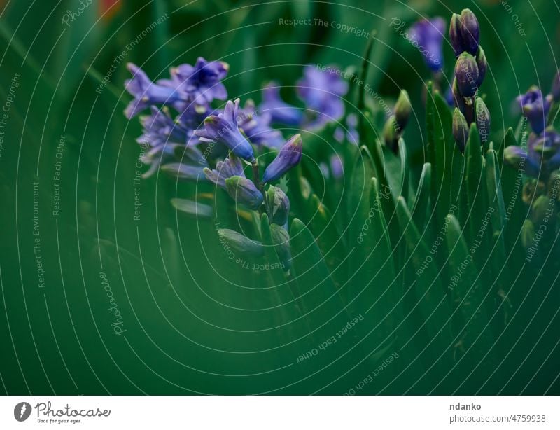 blühende blaue Hyazinthe im Garten an einem sonnigen Sommernachmittag, selektiver Fokus schön Schönheit Blütezeit Überstrahlung Blühend Botanik Nahaufnahme