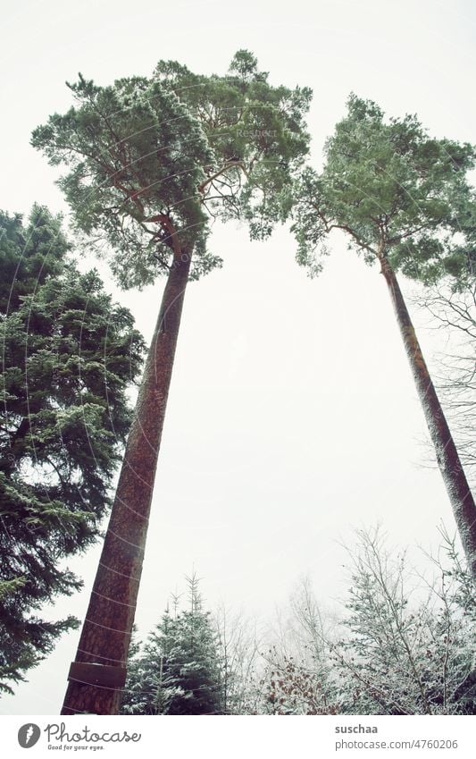 hoch hinaus .. 2 hochgewachsene bäume Bäume Baumstamm Winter Kälte Frost Schnee eisig lang kalt Natur Winterstimmung gefroren Wald Jahreszeiten