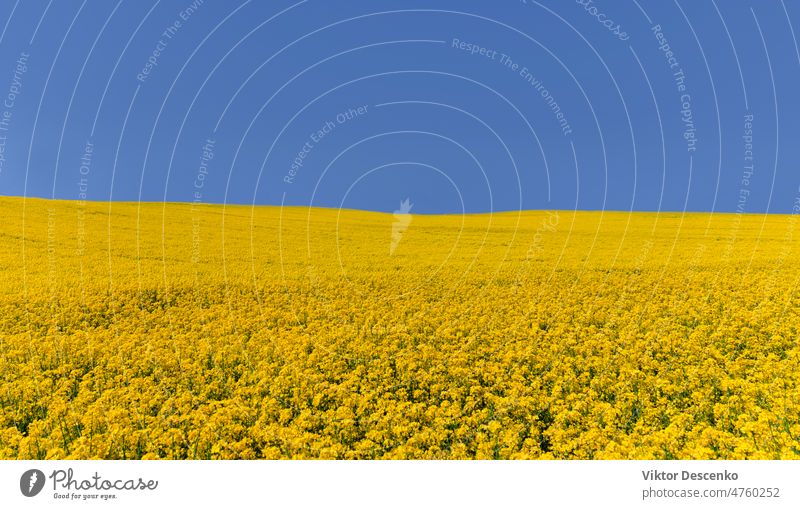 Rapsgelbes Feld unter strahlend blauem Himmel Biodiesel hellgelb Flagge der Ukraine ukrainische Flagge Hintergrund kultivierter Boden Land landwirtschaftlich