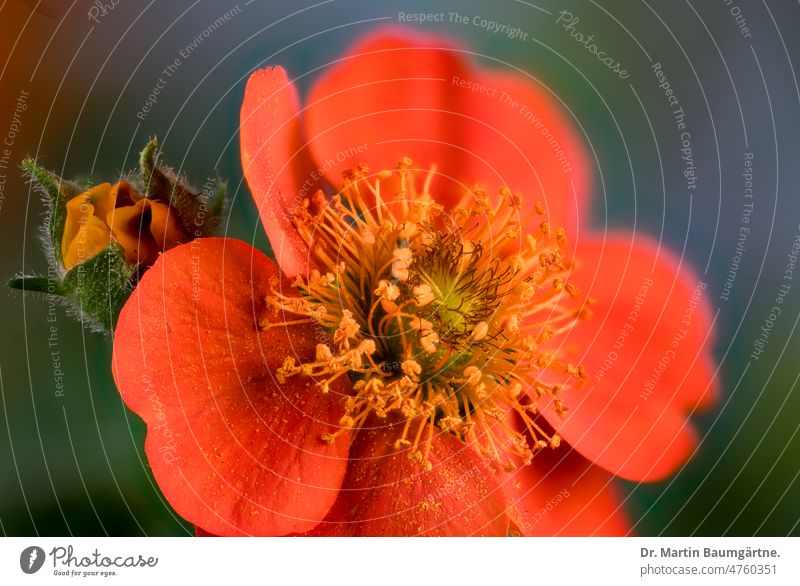Blüte von Geum coccineum Sibth. & Sm., Rosaceae, Rosengewächse aus den Gebirgen des Balkans und der Türkei Nelkenwurz Rote Nelkenwurz Blume blühen orangefarbig