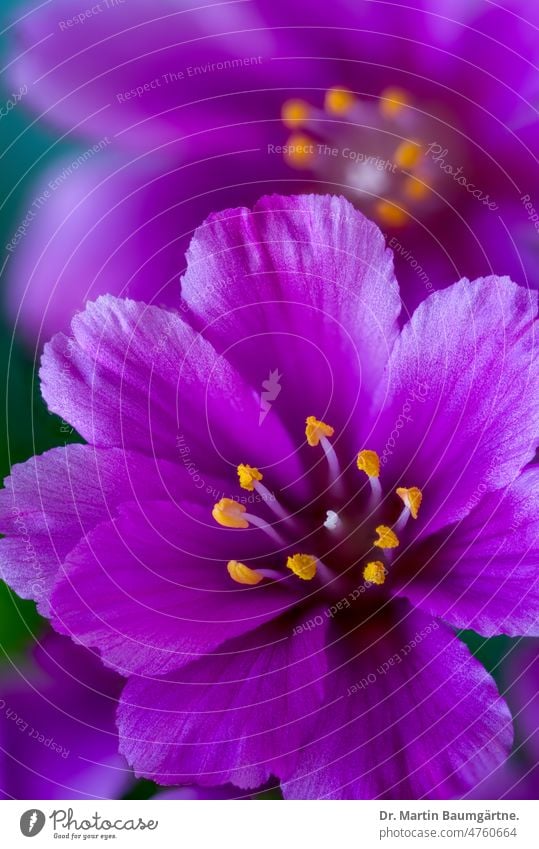 Blüten vom Lewisia cotyledon, Porzellanröschen oder Bitterwurz, Gartenform mit purpurnrn Blüten blühen Blume Pflanze aus Nordamerika Sukkulente sukkulent