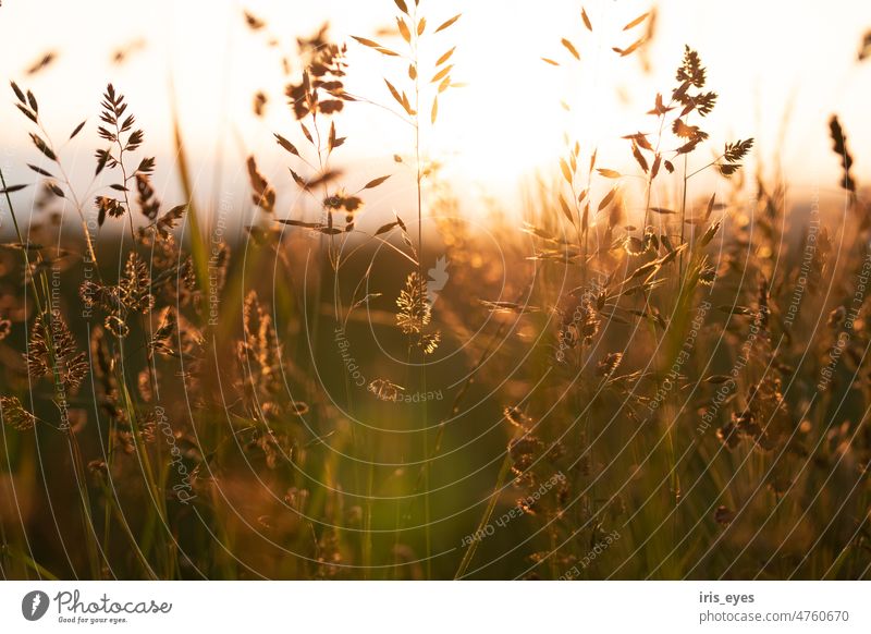 Gräser in der Abendsonne Gräser im Licht Natur Gras Sommer Gegenlicht Außenaufnahme Sonne grün Wiese Pflanze Sonnenlicht Farbfoto natürlich Schönes Wetter