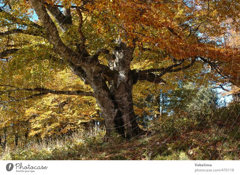 Baum im Herbst Natur Landschaft Pflanze Wald alt braun mehrfarbig gelb gold orange ruhig Farbfoto Außenaufnahme Menschenleer Tag Zentralperspektive