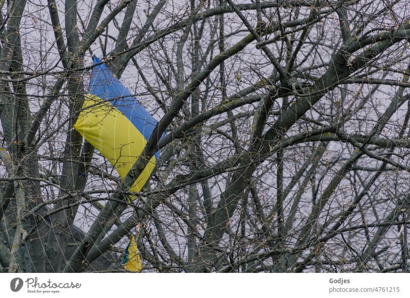 Ukrainische Flagge hängt im Baum Ukraine ukrainische Flagge Krieg protestieren Frieden blau gelb Freiheit Symbol Zeichen Solidarität Politik & Staat
