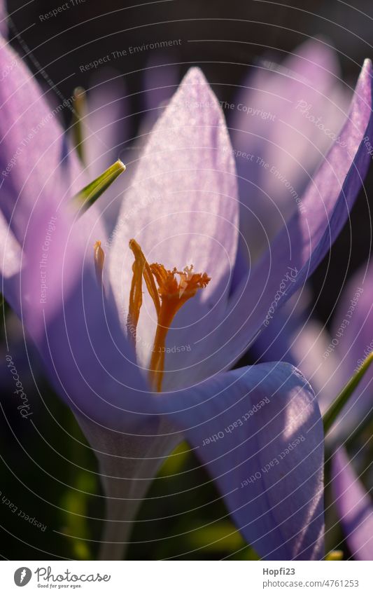 Krokus im Gegenlicht Krokusse krokus Frühling Blume Blüte Natur Pflanze violett Farbfoto Außenaufnahme Garten Nahaufnahme Blühend Makroaufnahme Detailaufnahme