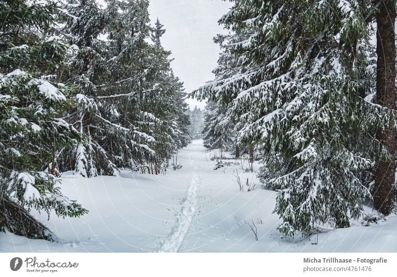 Spuren durch den verschneiten Wald Winterwald Schnee Frost kalt Bäume Weg Loipe Skifahren Langlauf Urlaub Touristen Tourismus Ferien & Urlaub & Reisen reisen