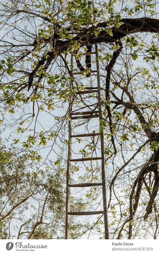Holzleiter auf dem Baum hölzern Laufmasche Leiter zum Himmel Treppe Farbfoto Außenaufnahme Menschenleer aufsteigen Wand blau Leitersprosse alt Niveau