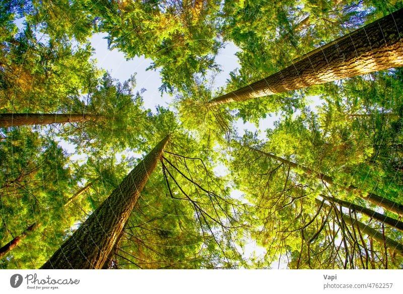Grüner Wald bei Sonnenaufgang Baum Regen Morgen Blätter Kiefer Kanada Herbst Balken schön Niederlassungen hell Farbe dunkel Morgendämmerung Umwelt Frühling
