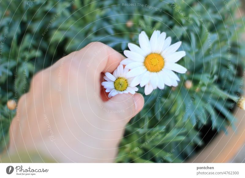 Eine Hand pflückt eine Margeritenblume aus einem Blumentopf pflücken hand blüte blühen Frühling Blühend Natur gelb Garten Schönheit zier
