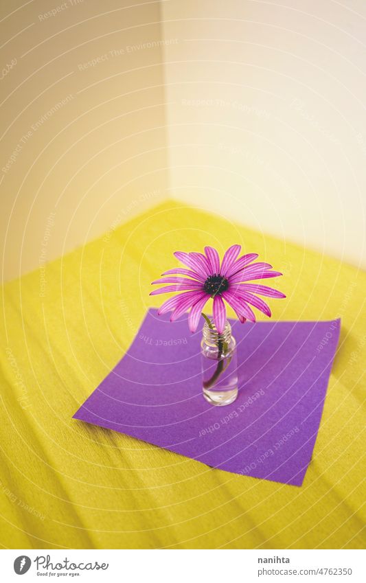 Frühlingshaftes Konzept einer Blume in einer kleinen Flasche winzig Wasser Frühjahrssaison Pop farbenfroh frisch Frische wiederverwertet Vase gelb purpur Töne
