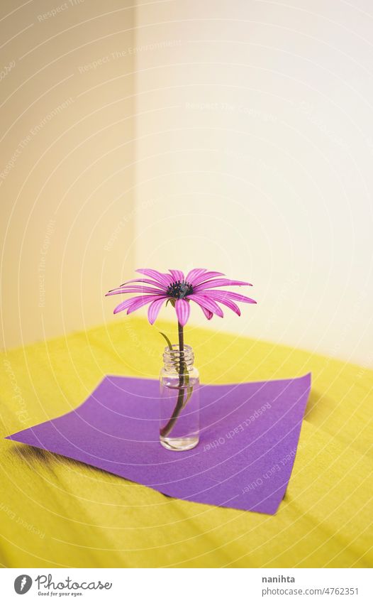 Frühlingshaftes Konzept einer Blume in einer kleinen Flasche winzig Wasser Frühjahrssaison Pop farbenfroh frisch Frische wiederverwertet Vase gelb purpur Töne