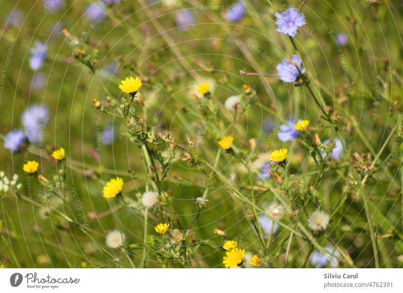 Nahaufnahme von gelben glatten Habichtskrautblüten mit unscharfer blauer Zichorie im Hintergrund Farben Pflanze Blume Botanik Feld Frühling Flora Blüte Natur
