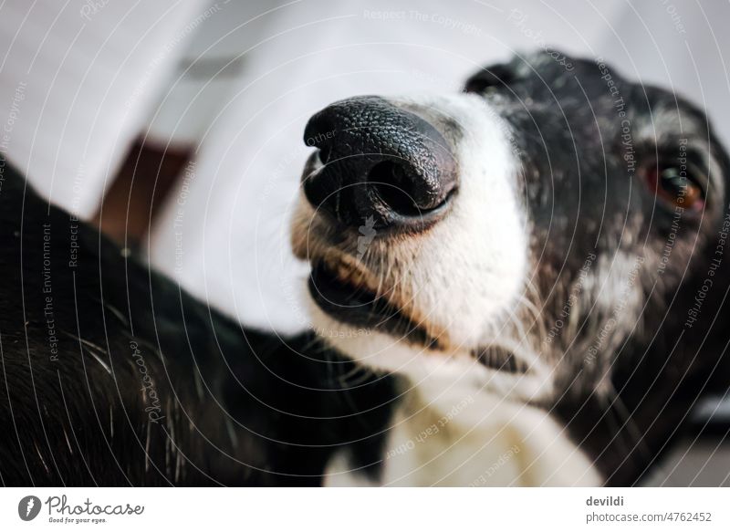 lustiges Portrait eines Windhundes, Focus auf Nase Galgo galgo español Fröhlichkeit Tier Porträt Whippet Haustier Hund schön Freundschaft Schnauze