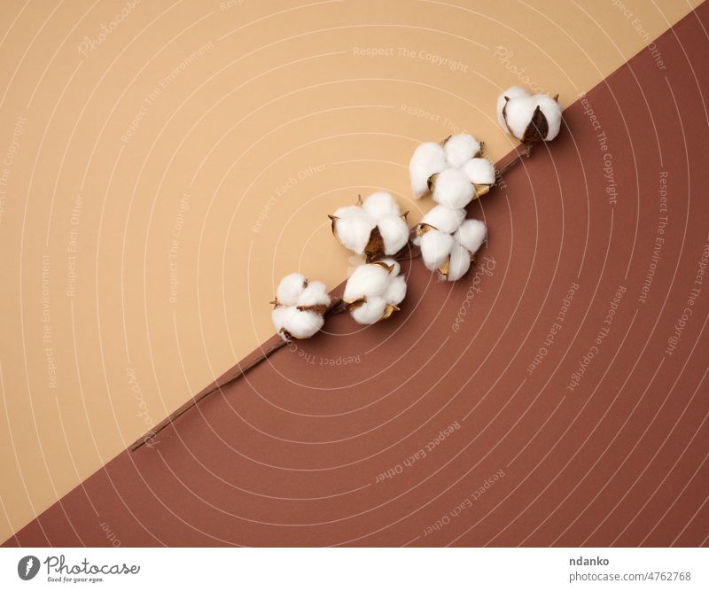 Baumwolle Blume auf einem braunen Papier Hintergrund, Overhead. Minimalismus flach legen Zusammensetzung Ackerbau Ball beige Blütezeit boll Botanik Ast
