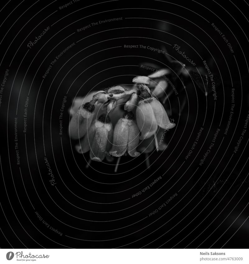 Blühende Preiselbeere. Kunst schön Schönheit Beeren schwarz auf weiß Überstrahlung Blüte verschwommen hell Preiselbeeren Dekoration & Verzierung defokussiert
