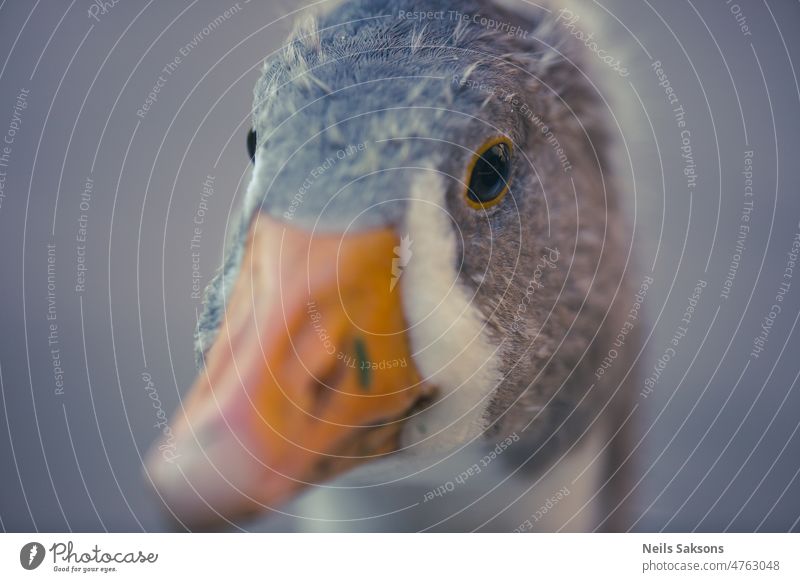 Porträt einer jungen Graugans Hausgans Vogel Bauernhof Garten grau Tier Nutztier niedlich Auge Federvieh schließen Makro neugierig Lebensmittel Fleisch