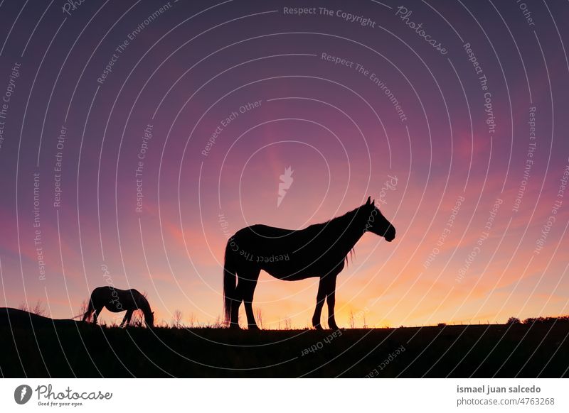 Pferd Silhouette auf der Wiese und schönen Sonnenuntergang Hintergrund Sonnenlicht Tier Tiermotive Tier in freier Wildbahn Tierwelt wild Natur niedlich