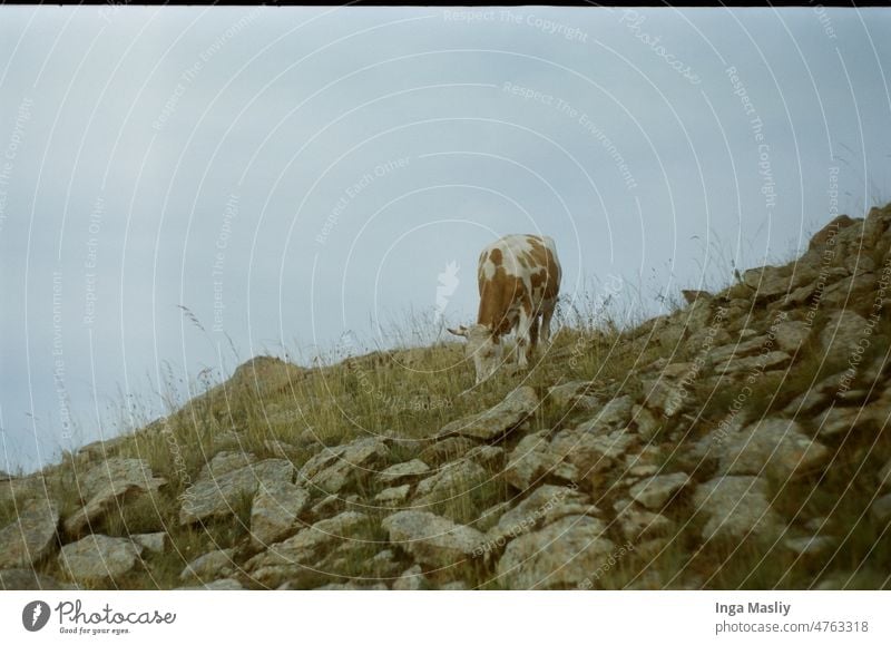 Kuh auf einem Hügel Berge u. Gebirge Felsen Steine Himmel Natur Tiere Tiere in der Wildnis