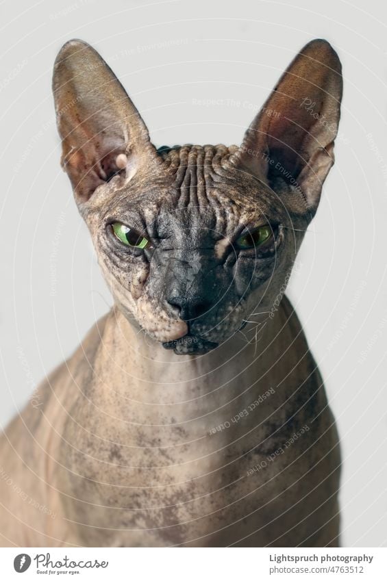 Closeup-Porträt einer verschrobenen Sphynx-Katze von vorne - isoliert auf grauem Hintergrund. Sphynx Haarlose Katze Katzen Spielen heimisch Tier gemütlich
