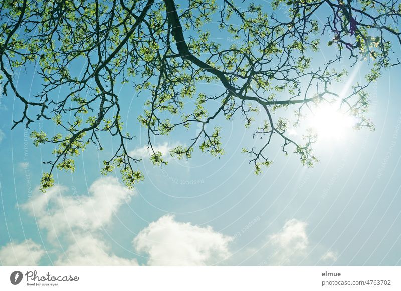 Ast eines blühenden Laubbaumes im Gegenlicht aus der Froschperspektive vor blauem Himmel mit Schönwetterwolken / Frühling Baum Blüte Dekowolken Klima