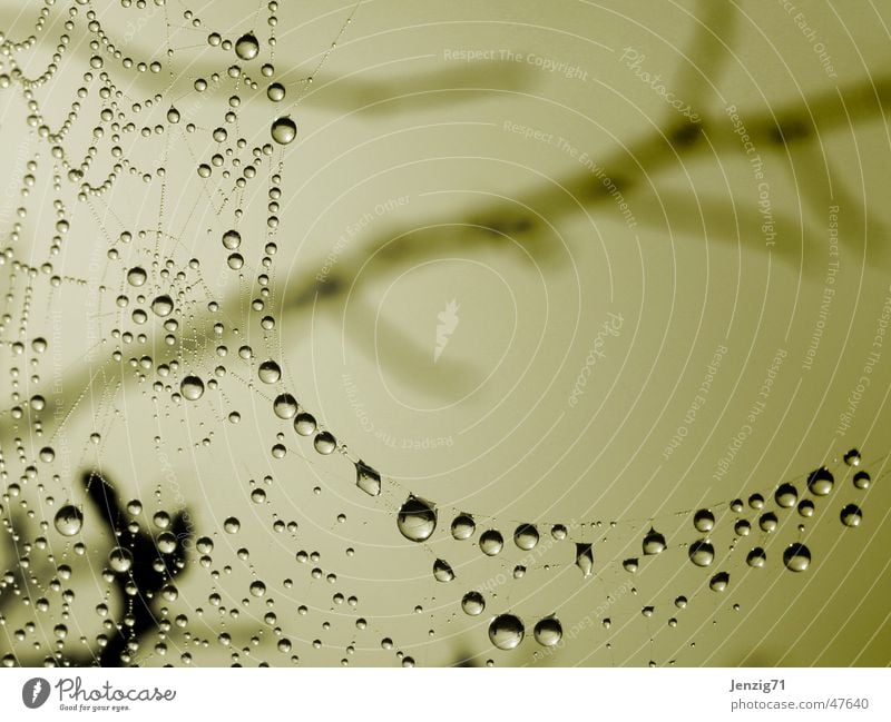 Nebelnetz Spinnennetz Wassertropfen Herbst Netz Tau Seil